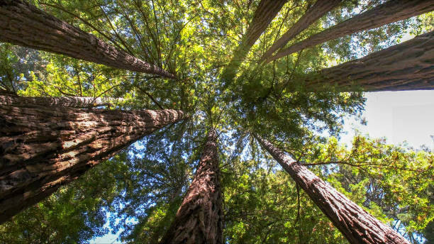 Best Commercial Tree Services  in Baldwin, FL