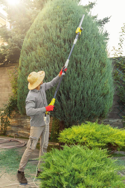 Best Hazardous Tree Removal  in Baldwin, FL